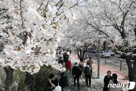제 6회 양재천 벚꽃 축제 기본일정과 프로그램 소개