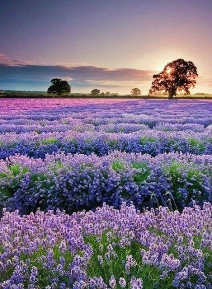 프로방스 봄사진