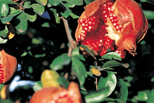 갱년기에좋은음식26