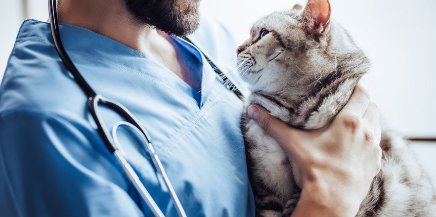 수의사에게 안기는 고양이.