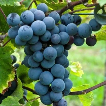 머루포도 효능키우기제철머루포도주 담그기먹는 방법보관 방법 안내_7