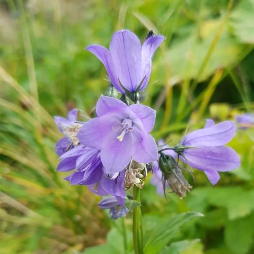 종꽃, 캄파눌라