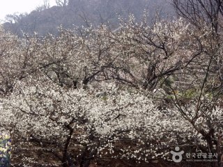 광양 매화축제기간 주차장 개화상황 2025년