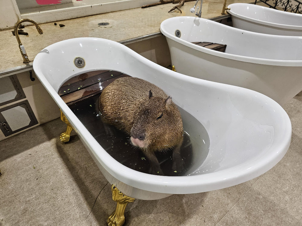 アニタッチ アクアシティお台場_13