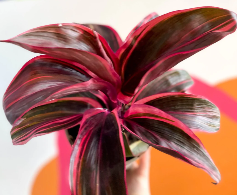 코르딜리네 프룻코사