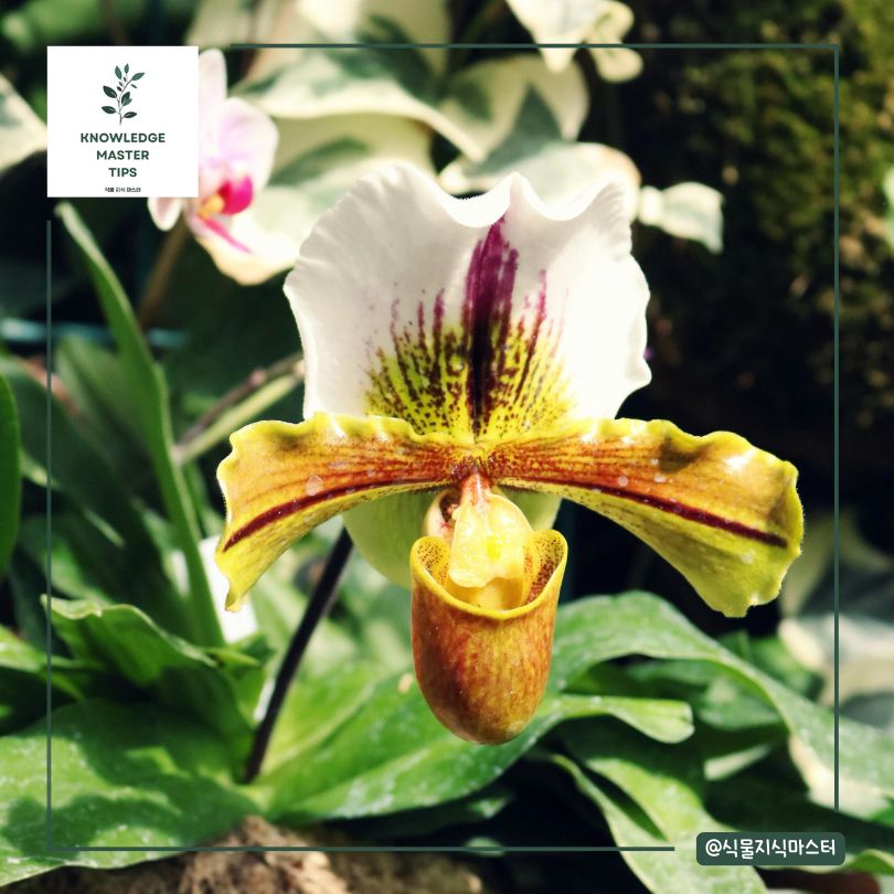 멸종 위기 식물, 베트남의 난초