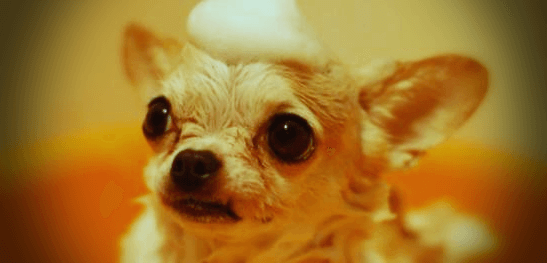 눈이-큰-작은-강아지