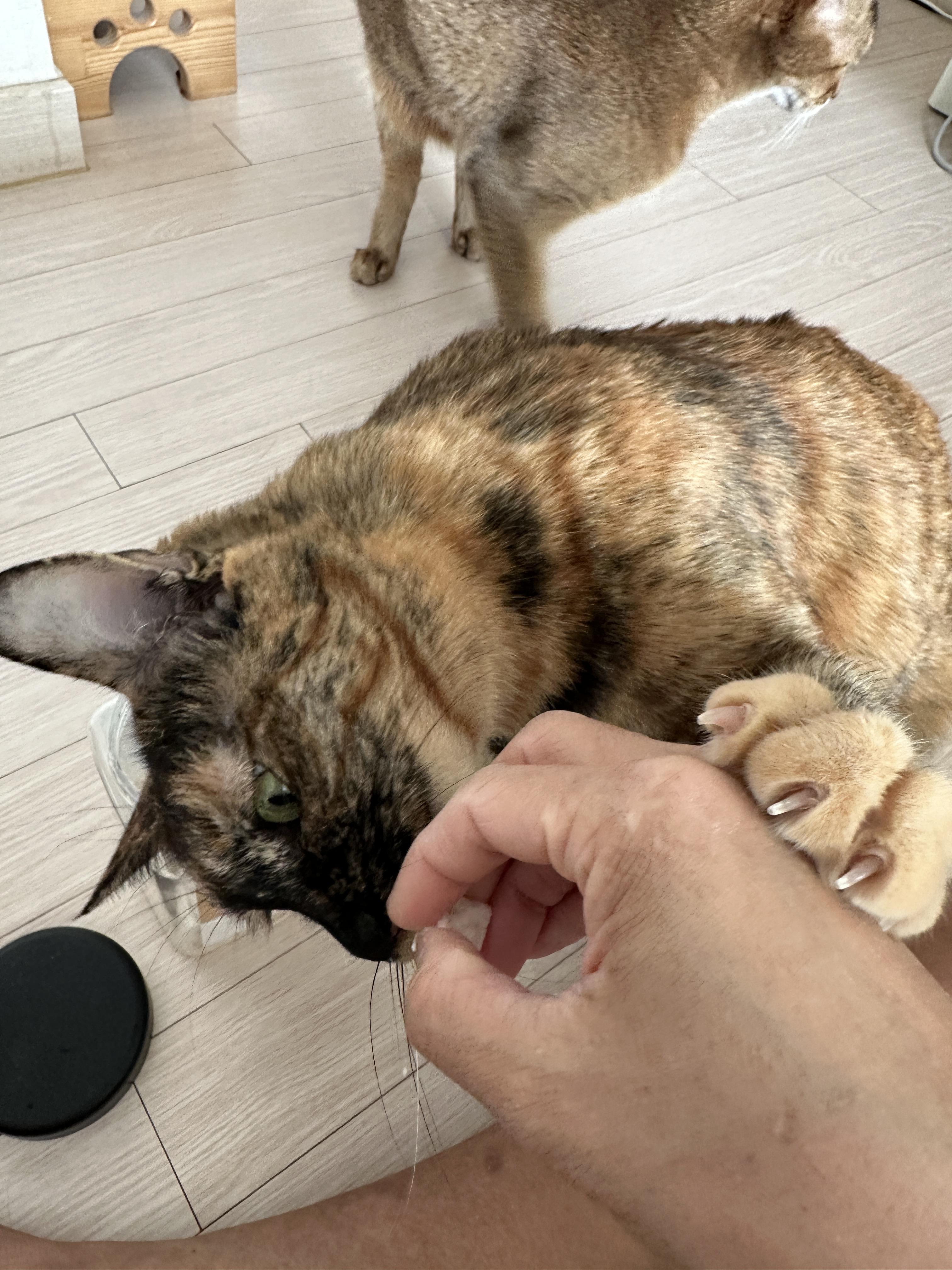 간식앞에서 기다릴줄 아는 '기다려'하는 고양이 사랑이 (feat.건이랑 막둥이)