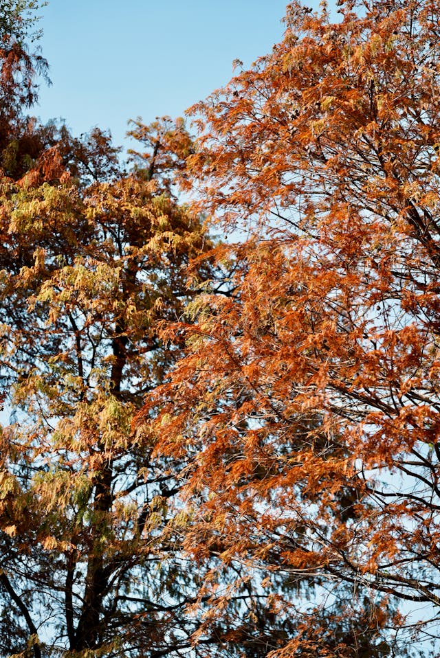 설악산 단풍 절정 시기 완전 가이드