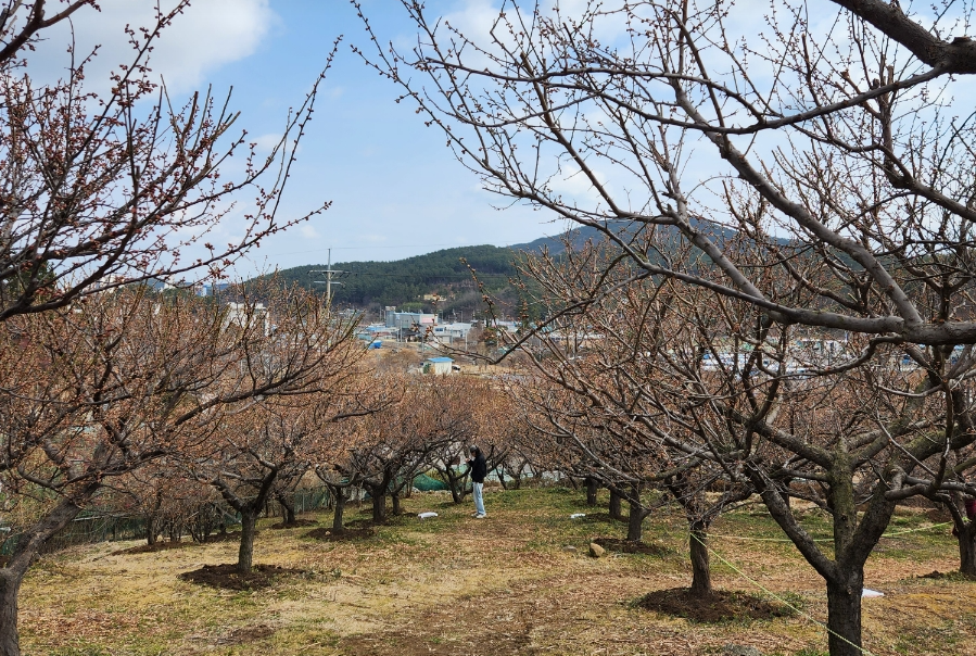 청매화