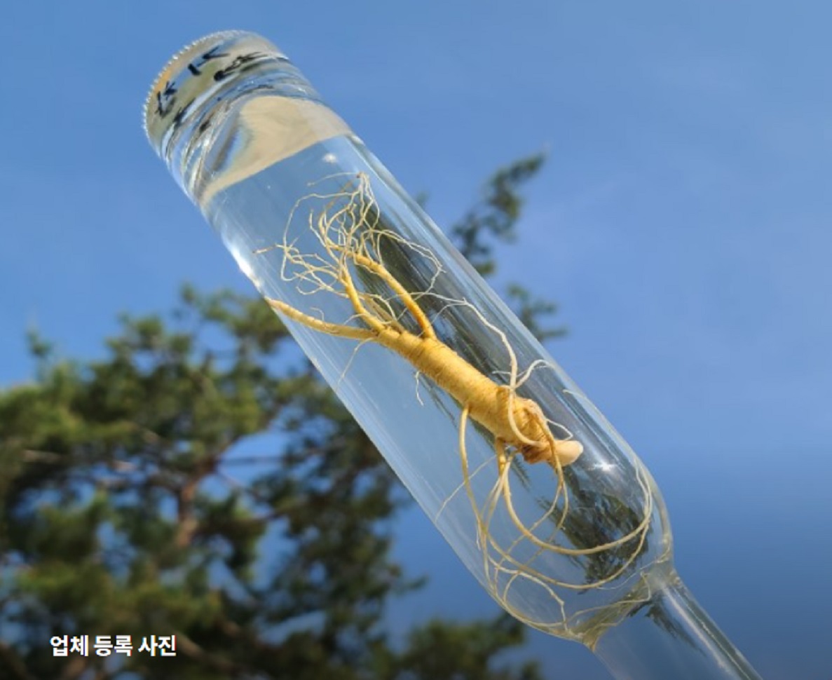 극한직업-산양삼-거창-