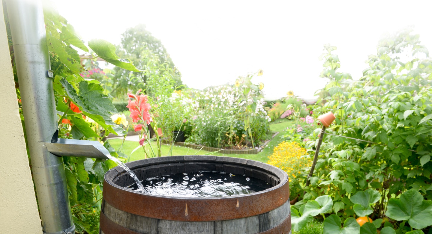 초보자를 위한 빗물 수확: 물 절약하고 녹색 키우기