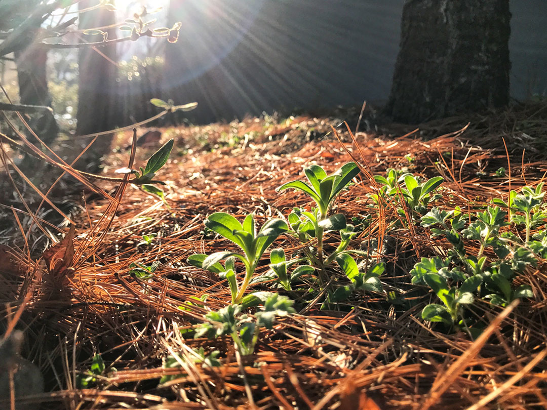새싹 무료 이미지