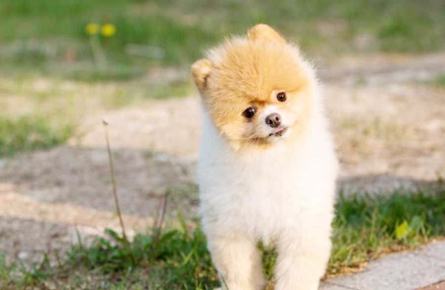 애견동반 제주도 여행