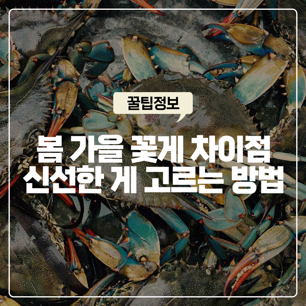 봄 꽃게 가을 꽃게 차이점 및 수율 꽉 찬 신선한 꽃게 고르는 방법