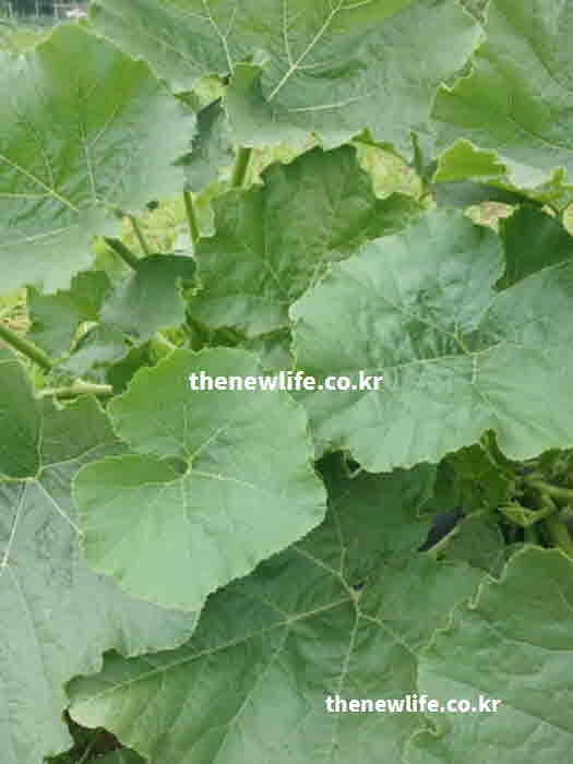 호박잎 효능 부작용 잔털