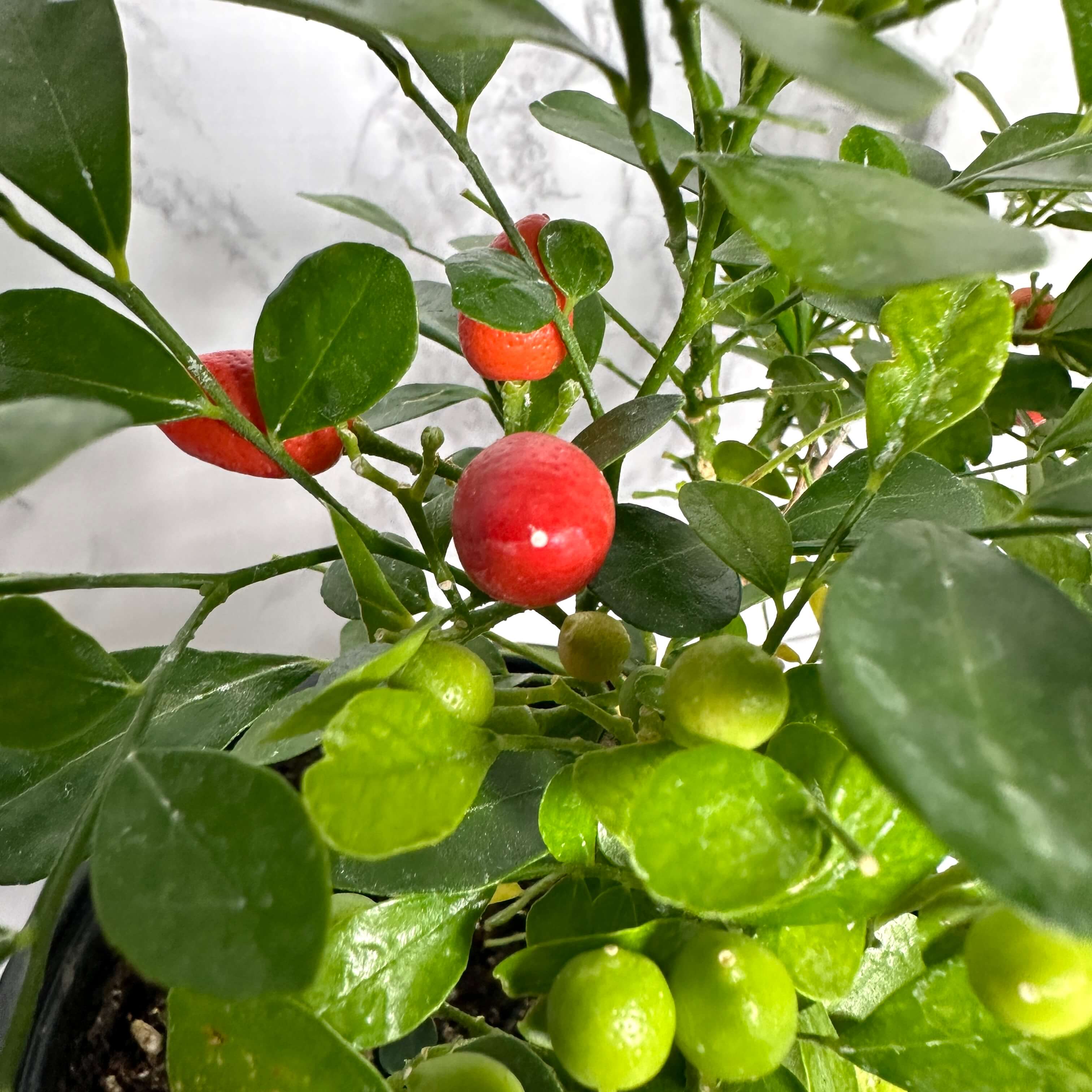 실내 식물 오렌지 쟈스민