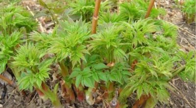 눈개승마 이미지