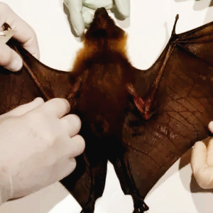 박쥐 코로나 관련주 대장주 테마주 TOP7