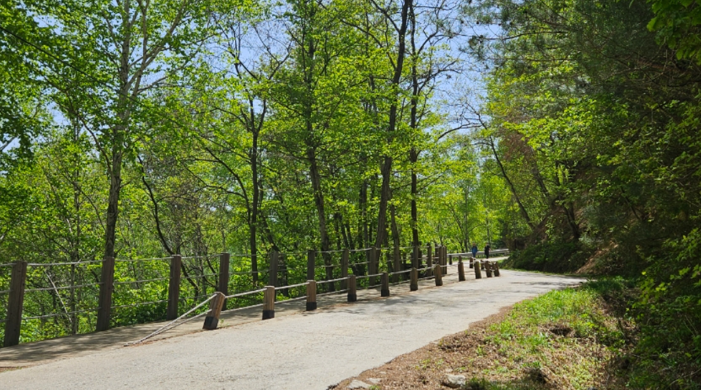 인제 자작나무 숲길