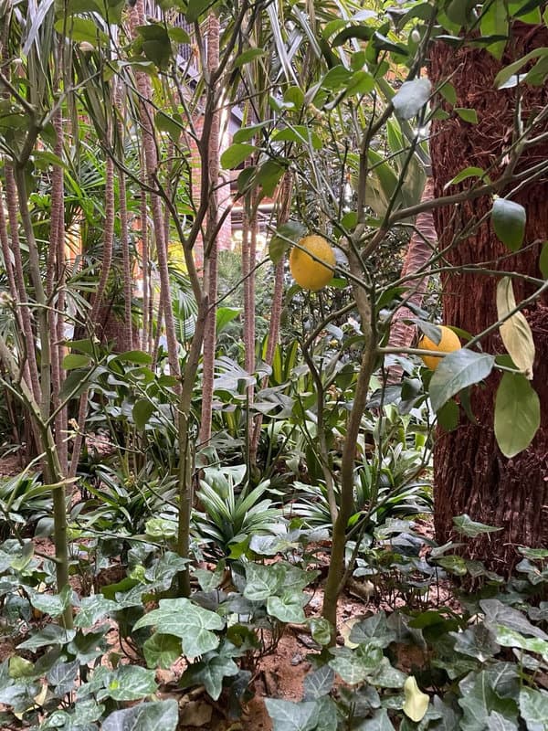 이천 경춘당 - 레몬 트리