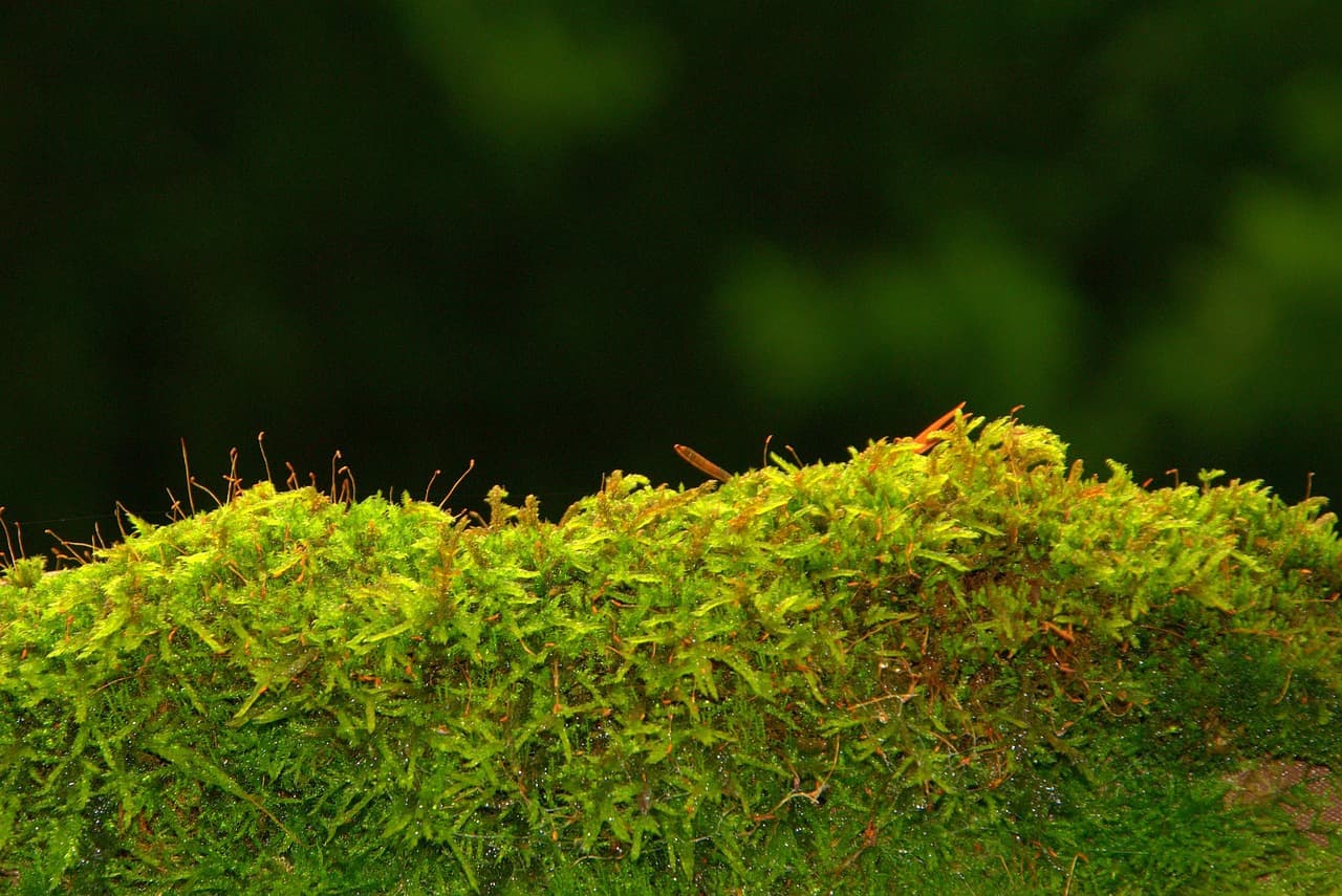 미생물 배양을 통한 바이오 플라스틱 생산 과정 – 박테리아, 조류, 곰팡이를 활용한 플라스틱 합성 기술
