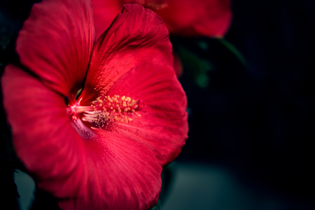Hibiscus