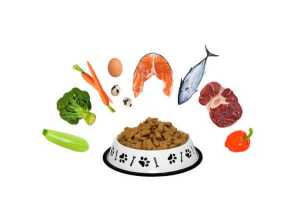 강아지 5대 영양소