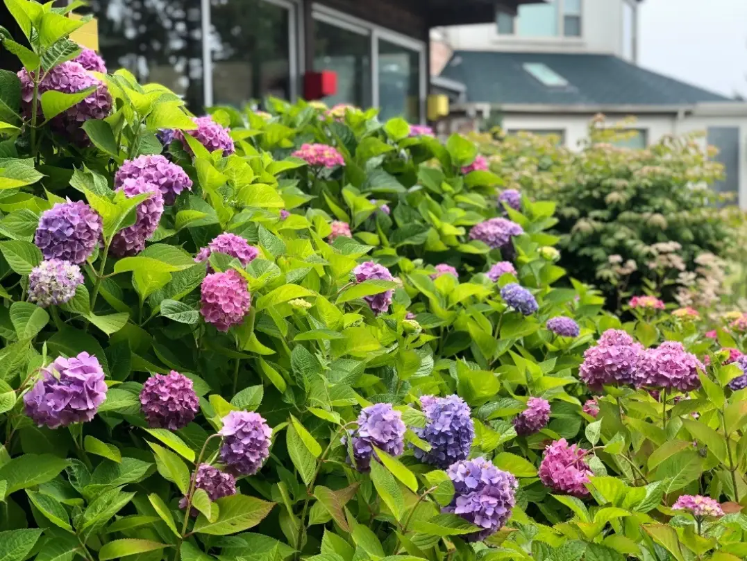 천리포수목원-입장료-운영시간-목련축제