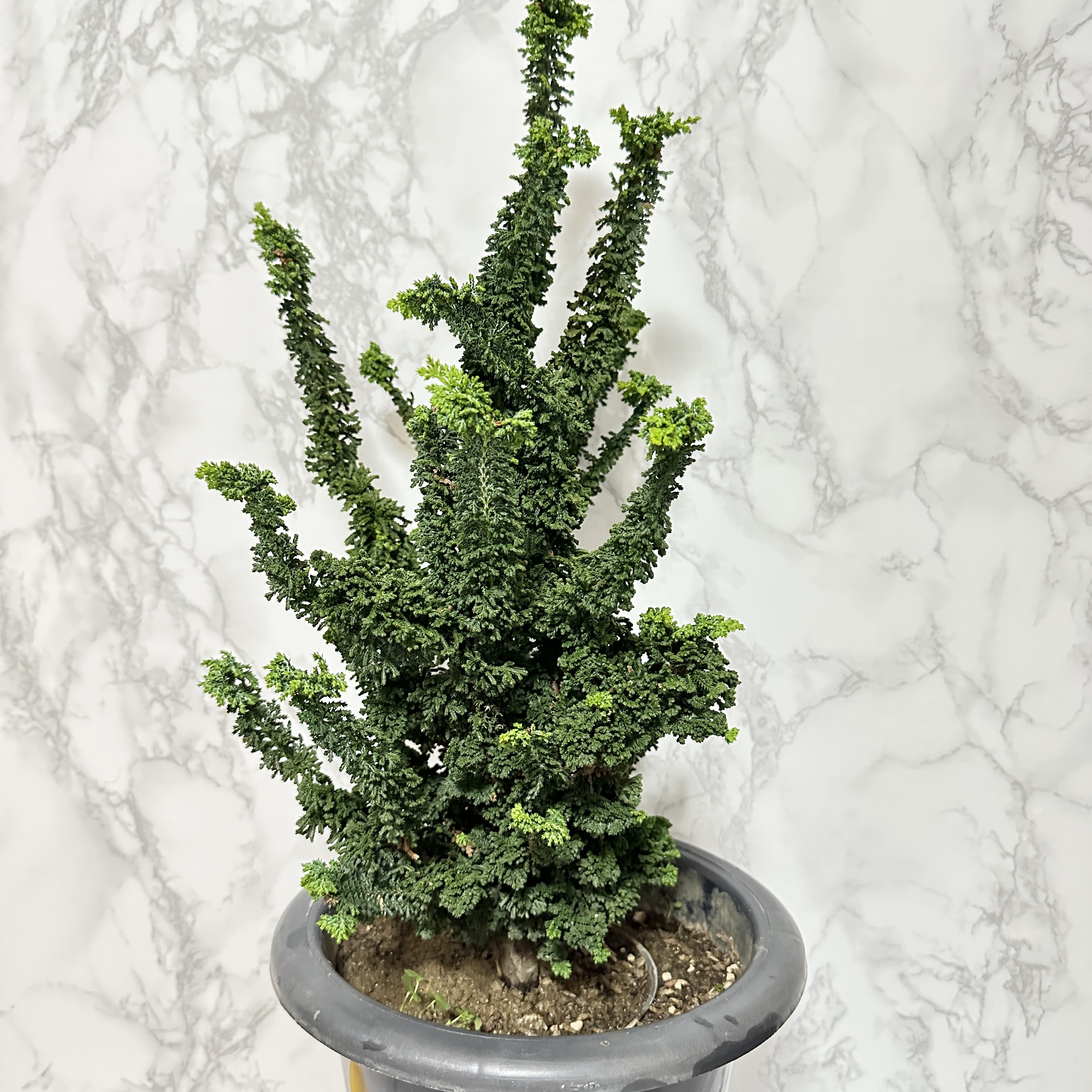 석화회 키우기 나무 분재 삽목