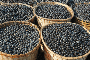 아사이베리 효능08