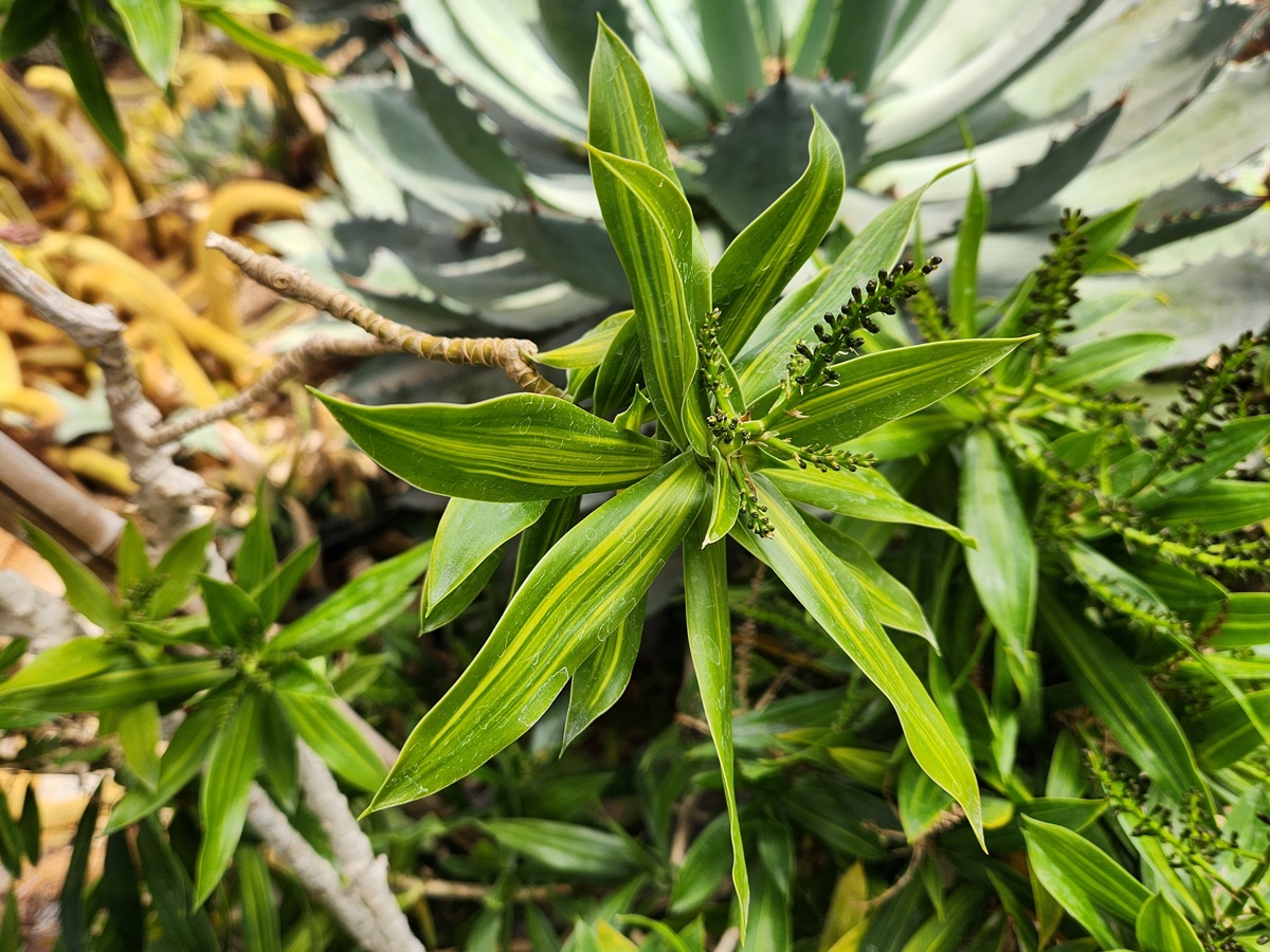 드라세나 송오브자마이카