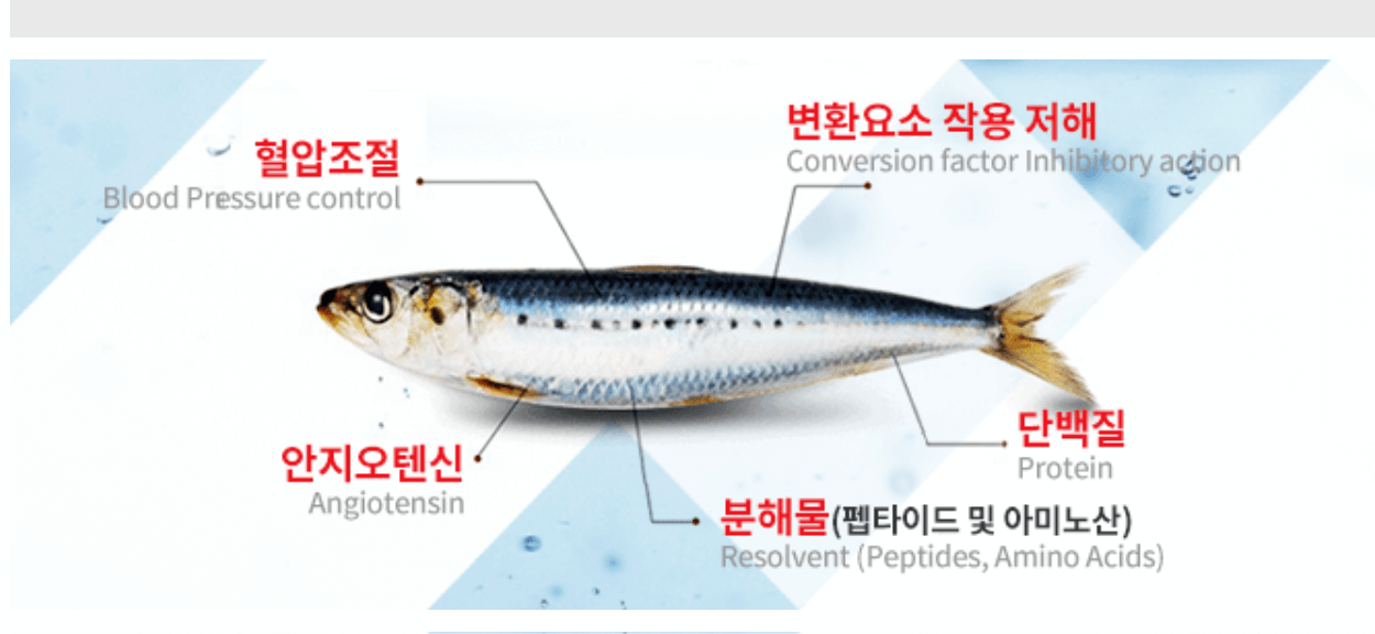 정어리-혈압효과
