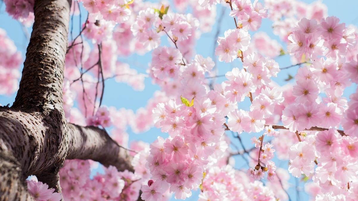 벚꽃 관련 사진