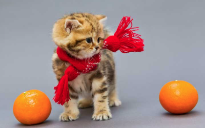 귤과 아기 고양이의 이미지