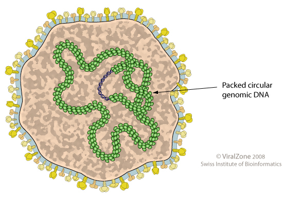 플라스마바이러스