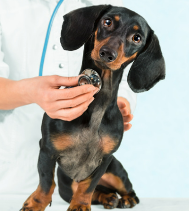 강아지 디스크, 수술만 답일까? 초기 증상·관리·예방법 총정리