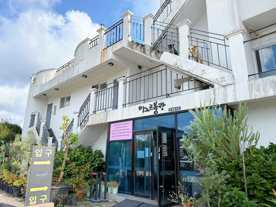 제주 핑크뮬리 명소 마노르블랑