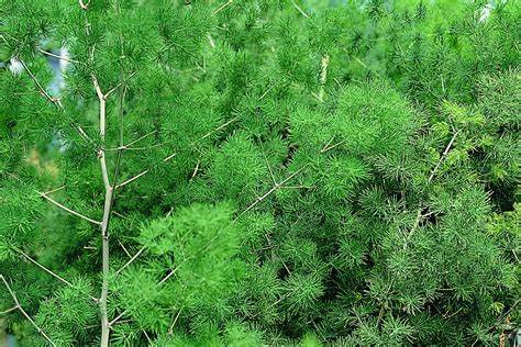 아스파라거스 미리오클라두스