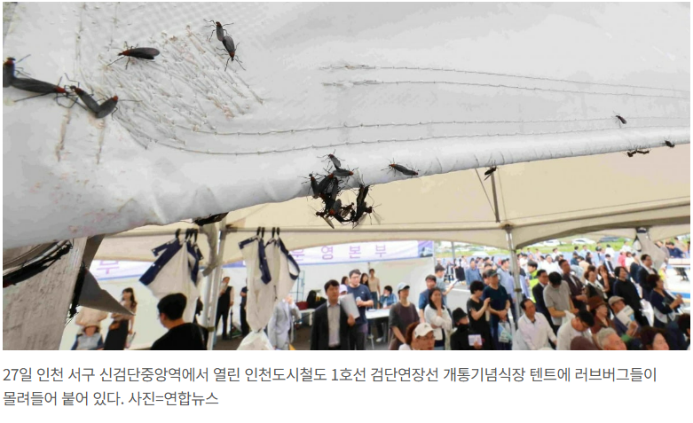 러브버그 출몰시기 및 퇴치방법