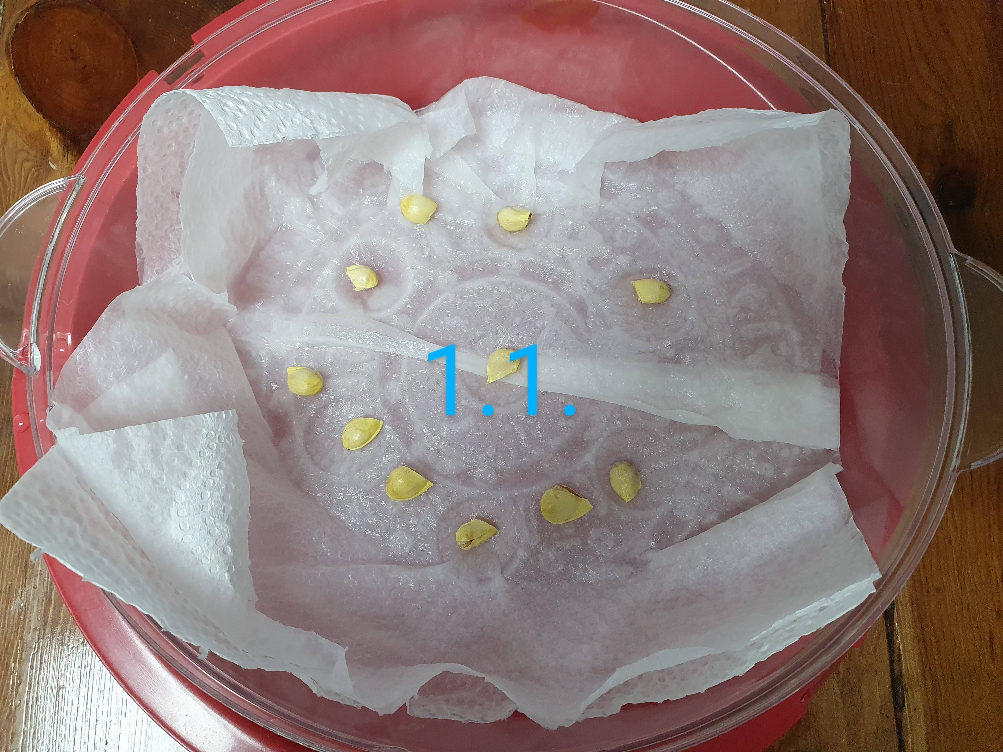 유자 씨앗 발아