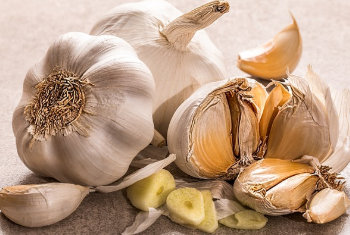 마늘 사진