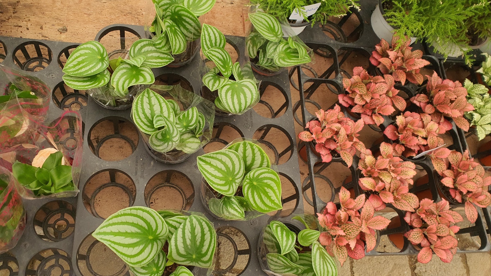 투힐스-식물마켓