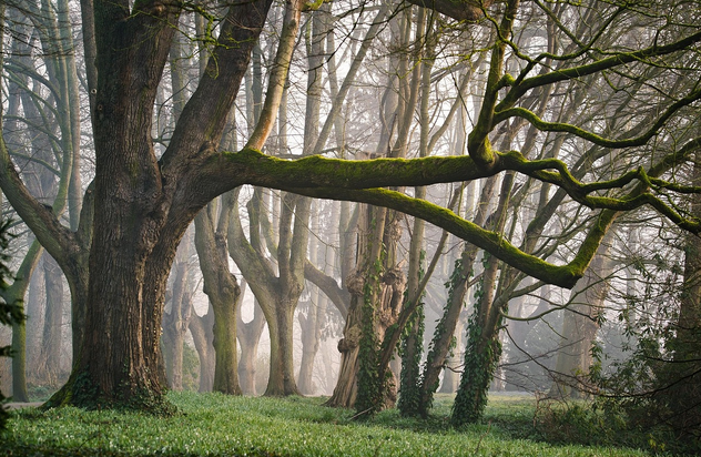 단양의 황장목, 금지된 숲의 기록