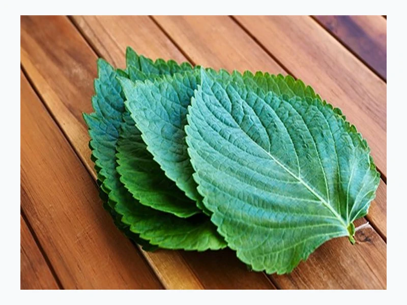 녹색잎 채소가 당뇨에 좋은 핵심 기전