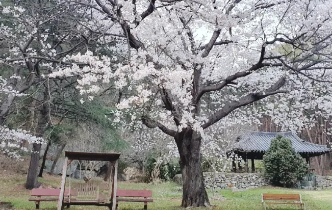 합천 용문정 벚나무 사진