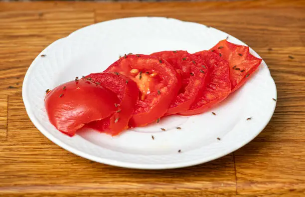 여름철 날파리&middot;초파리 확실히 없애는 초간단 퇴치법