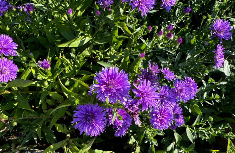 감악산 아스타국화 축제