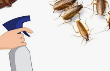 바퀴벌레 퇴치방법 총정리