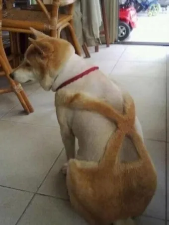 강아지 엉덩이 들이미는 이유 애정표현인지_17